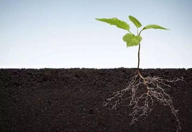 植物根系分析儀對農(nóng)業(yè)生產(chǎn)有幫助嗎？