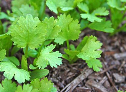 植物葉面積測定儀怎么去維護？