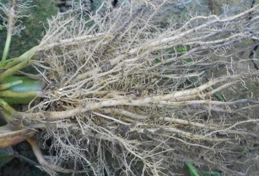 植物根系分析儀，選擇山東云唐如何？