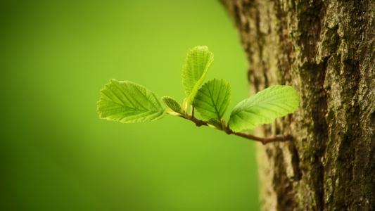 葉面積測(cè)量?jī)x