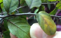 植物營養(yǎng)診斷儀助力植物生理研究工作