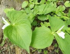 植物葉面積儀測量葉片的操作流程！