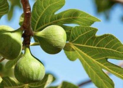 葉綠素測定儀 葉綠素測定儀