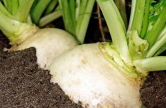 植物營(yíng)養(yǎng)診斷儀促進(jìn)農(nóng)作物品質(zhì)提升