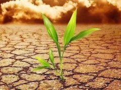 葉面積測定儀會不會破壞植物葉片？