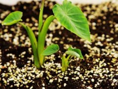 手持葉綠素檢測儀的使用方法是什么？